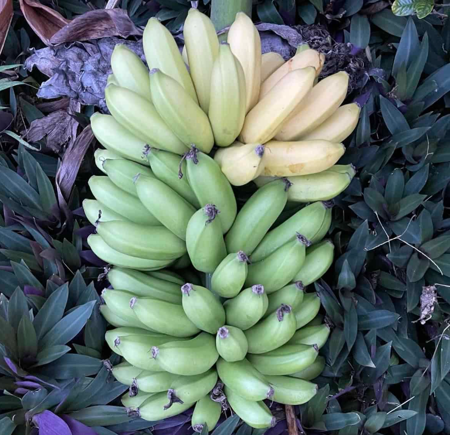 Mona Lisa Banana Plant Rare 'Musa FHIA-02'