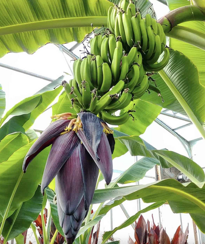 Mona Lisa Banana Plant Rare 'Musa FHIA-02'