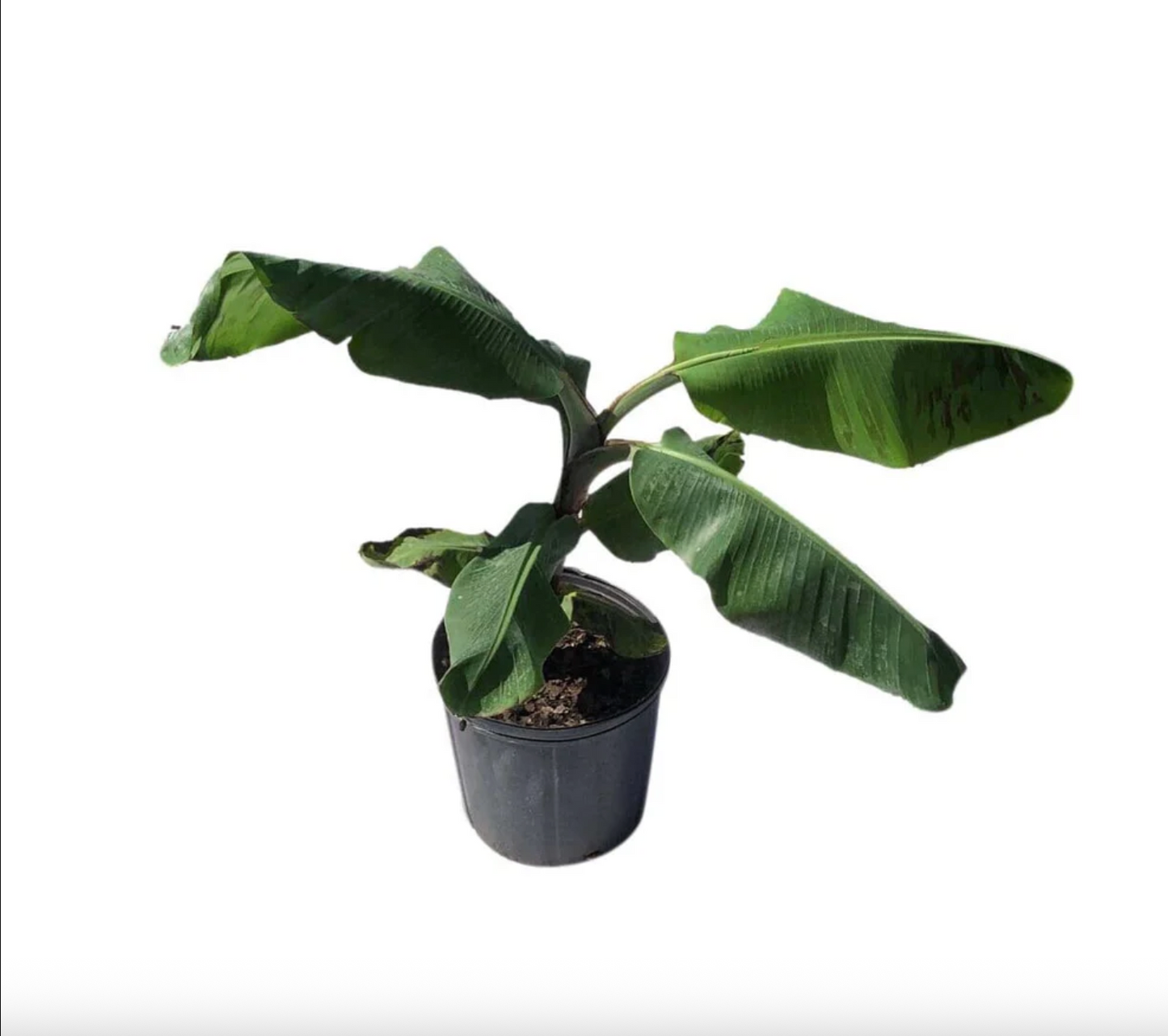 Mona Lisa Banana Plant Rare 'Musa FHIA-02'