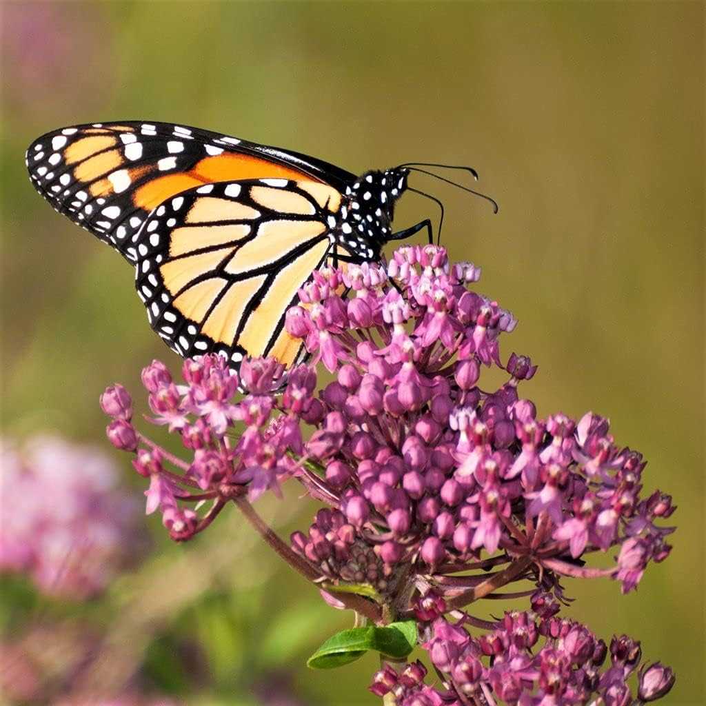 Pink Milkweed Plant