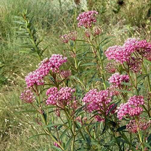 Pink Milkweed Plant