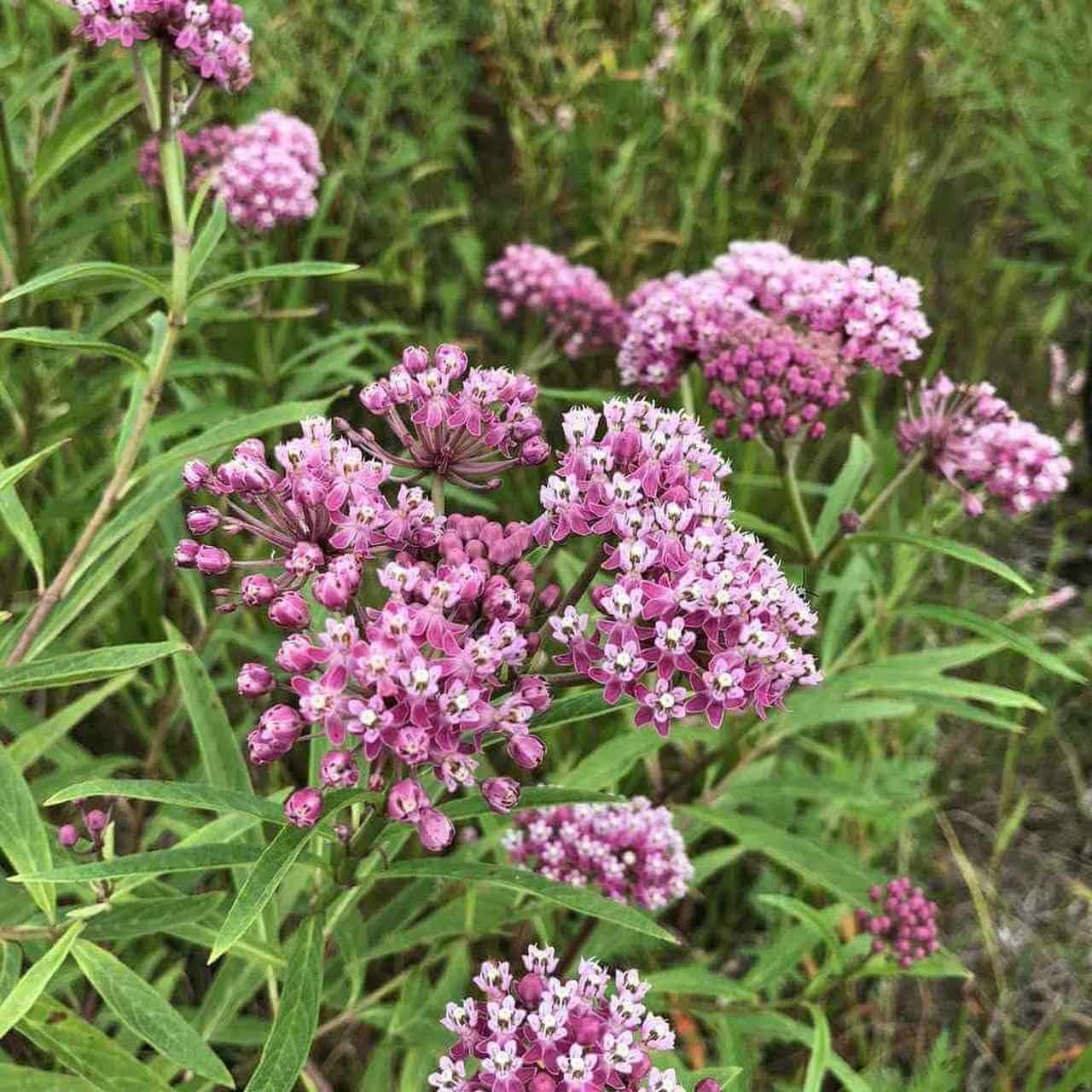 Pink Milkweed Plant