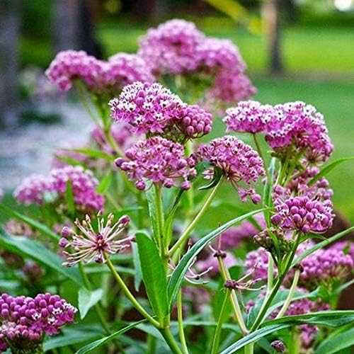 Pink Milkweed Plant