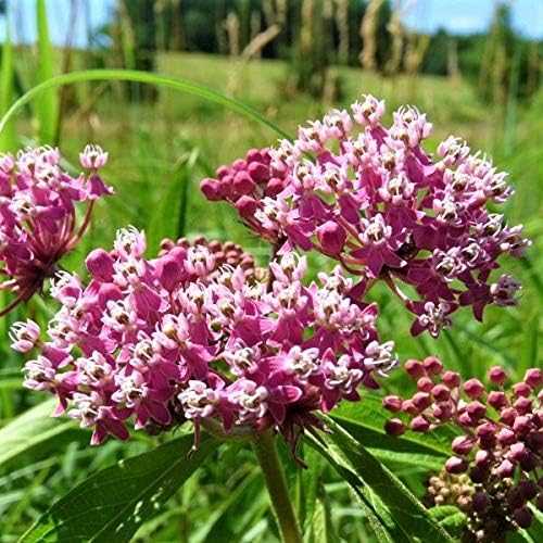 Pink Milkweed Plant