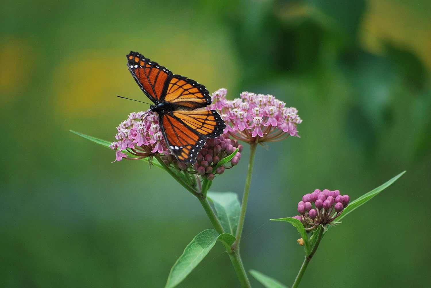 Pink Milkweed Plants