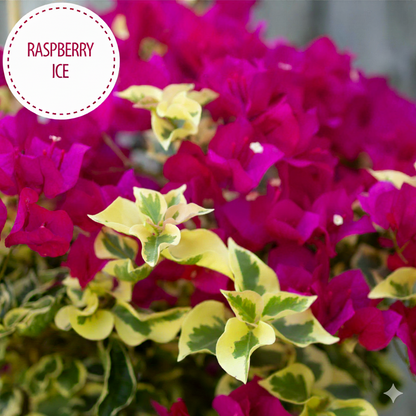 Raspberry Ice Bougainvillea - Pack of 2