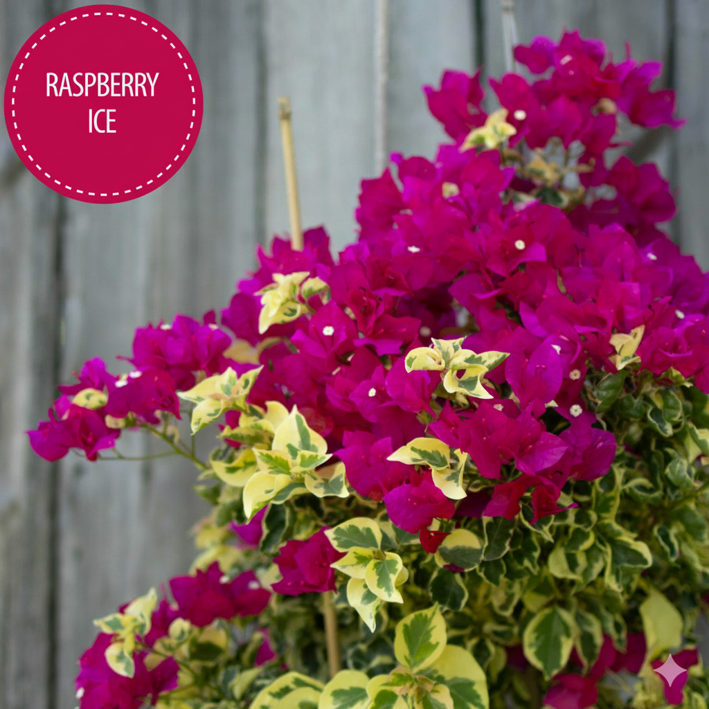 Raspberry Ice Bougainvillea - Pack of 2