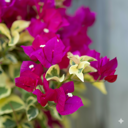 Raspberry Ice Bougainvillea - Pack of 2