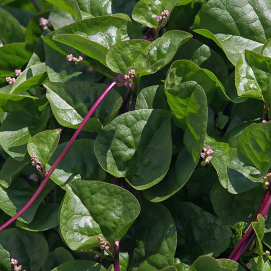 Red Malabar Spinach