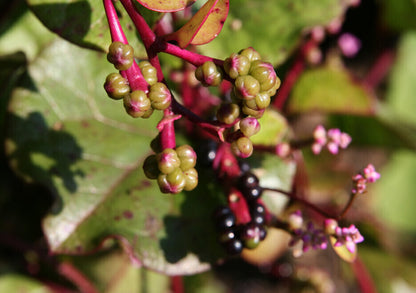 Red Malabar Spinach