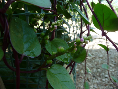 Red Malabar Spinach