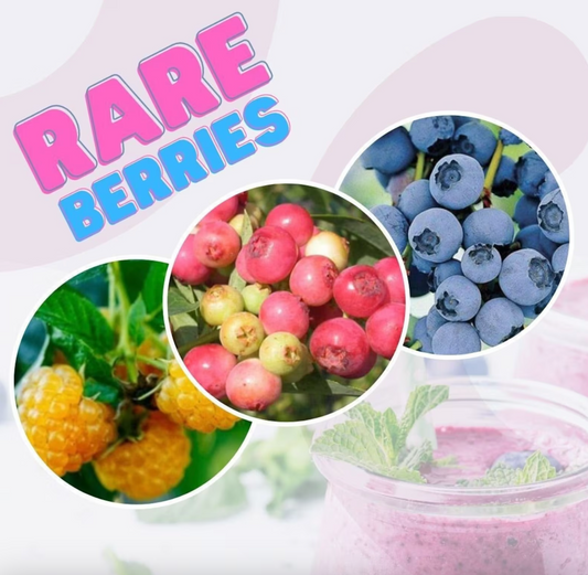 RARE Berry Plants Collection! Pink Lemonade and Top Hat Dwarf Blueberries, and Fall Gold Everbearing Raspberry