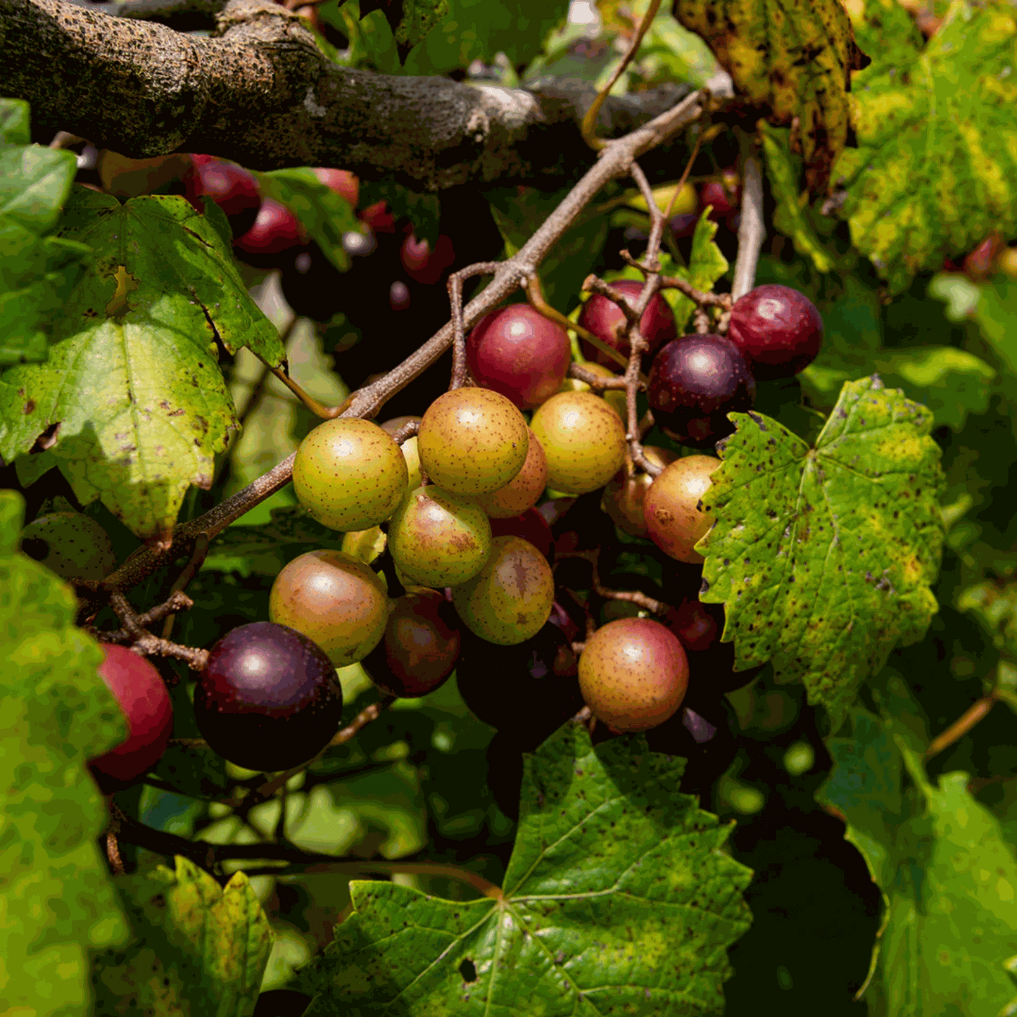 Hardy Grape Vine 'Southern Home'
