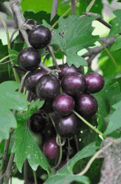 Hardy Grape Vine 'Southern Home'