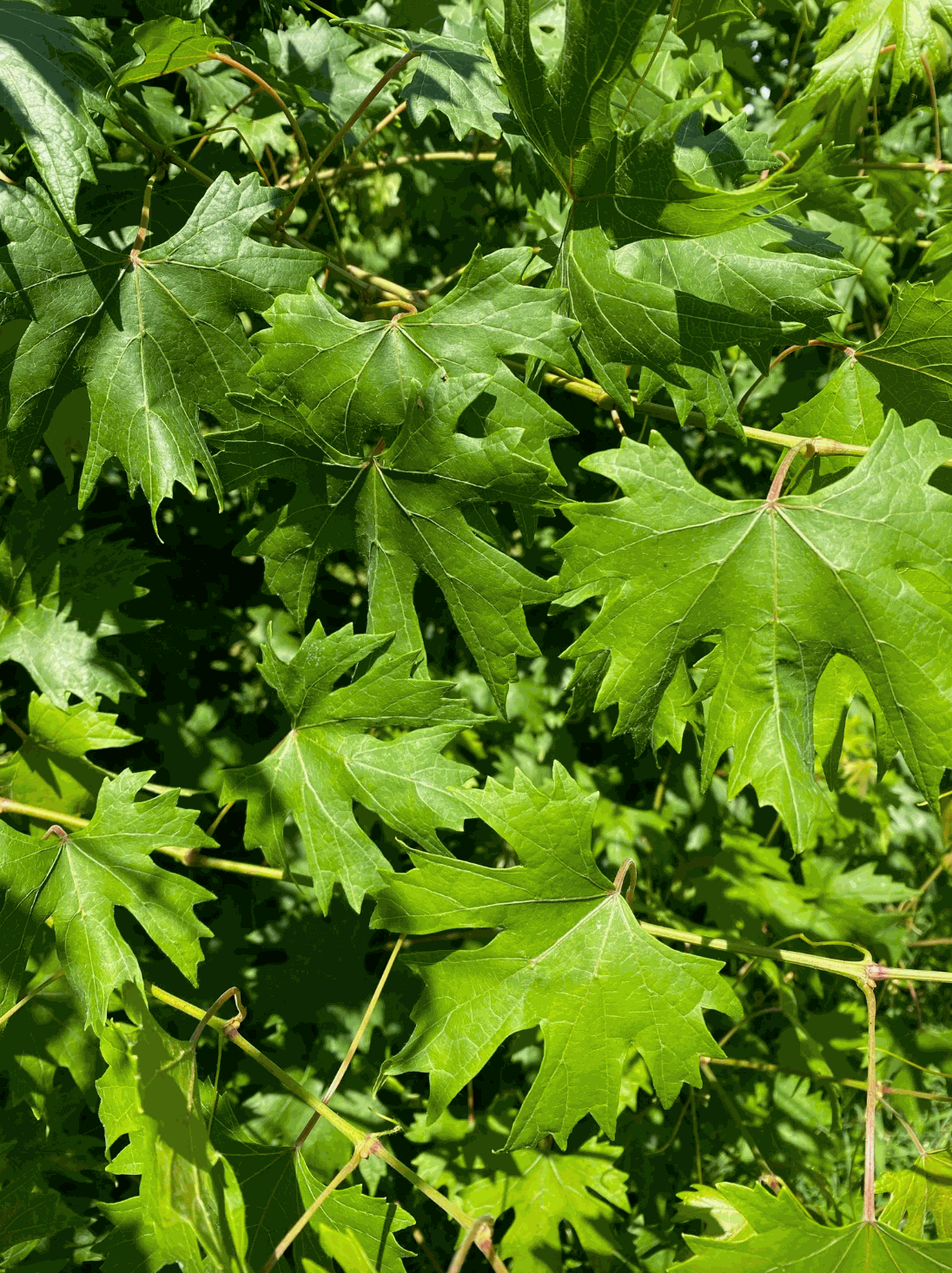 Hardy Grape Vine 'Southern Home'