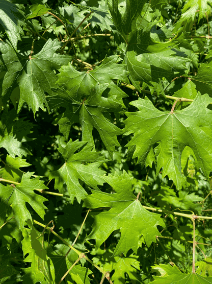 Hardy Grape Vine 'Southern Home'