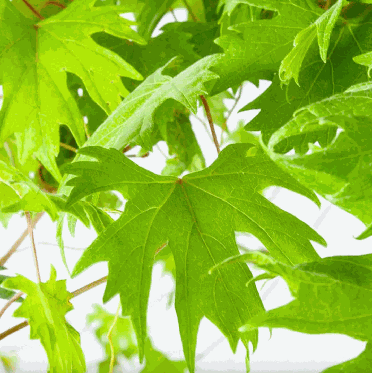 Hardy Grape Vine 'Southern Home'