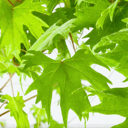 Hardy Grape Vine 'Southern Home'