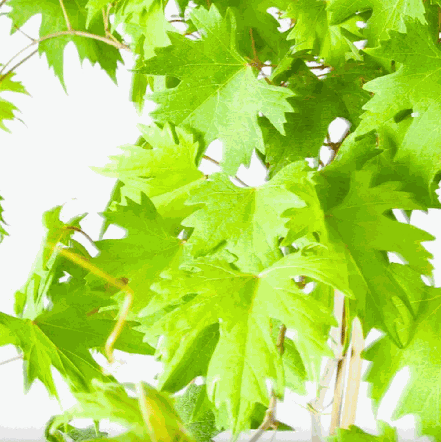 Hardy Grape Vine 'Southern Home'