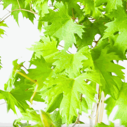 Hardy Grape Vine 'Southern Home'