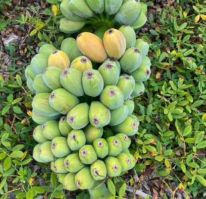 Sweetheart Banana Plant Rare 'Musa FHIA-3'
