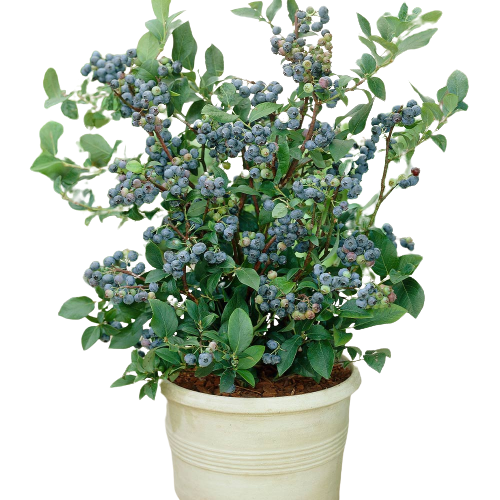 How To Grow Windsor Blueberry – Florida Plants Nursery