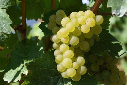 Hardy Grape Vine 'Traminette'