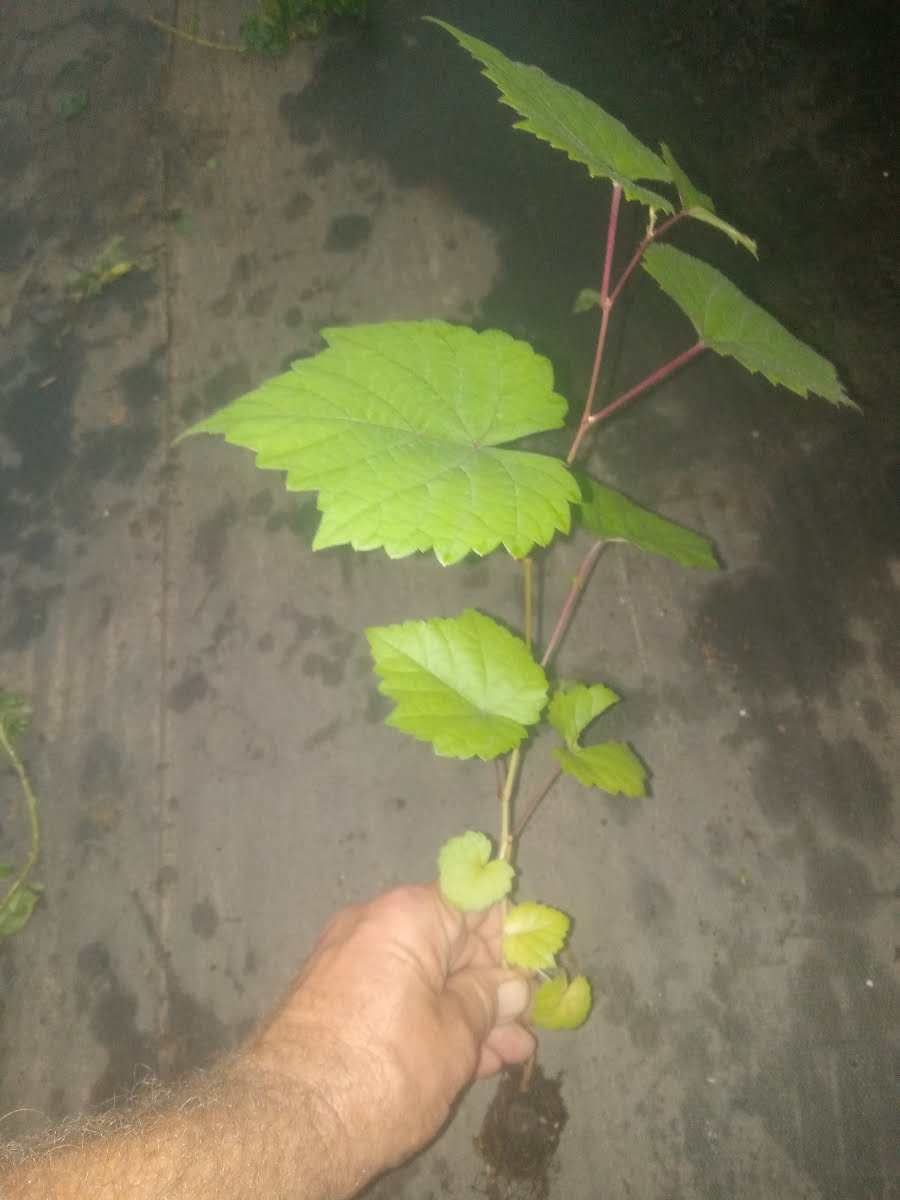 Hardy Grape Vine 'Traminette'