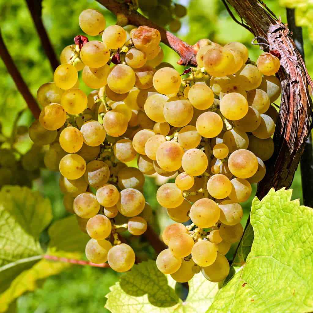 Hardy Grape Vine 'Traminette'