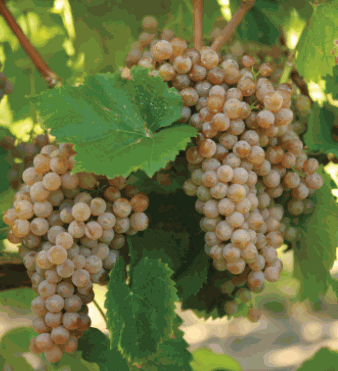 Hardy Grape Vine 'Traminette'