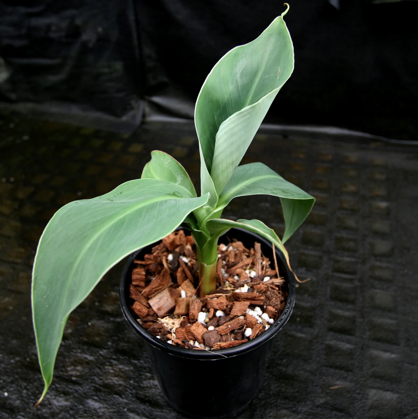 Truly Tiny Banana Plant (Musa Truly Tiny)