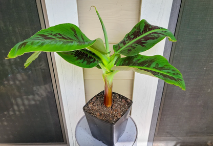 Truly Tiny Banana Plant (Musa Truly Tiny)