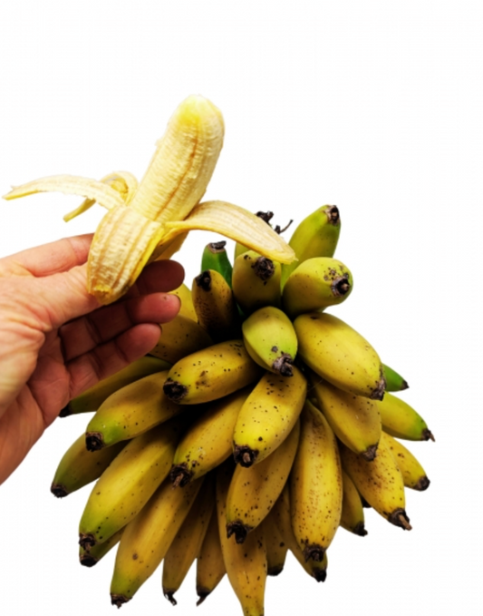 Truly Tiny Banana Plant (Musa Truly Tiny)