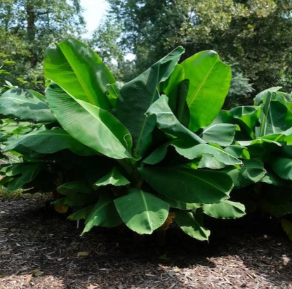 Truly Tiny Banana Plant (Musa Truly Tiny)