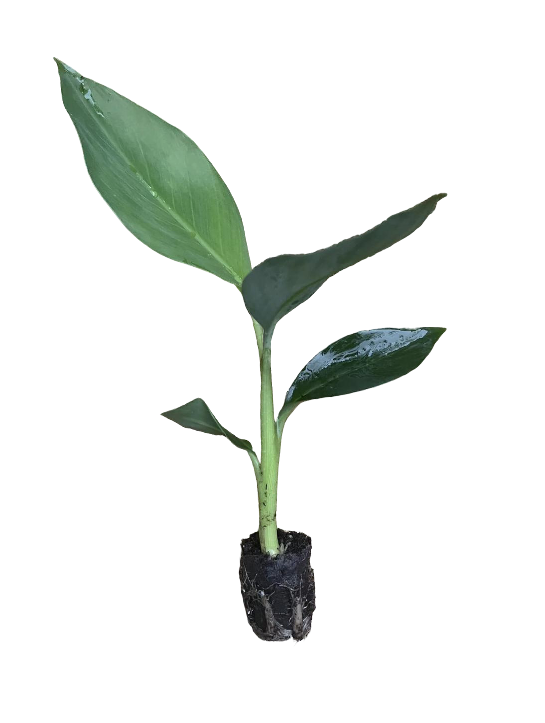 Mona Lisa Banana Plant Rare 'Musa FHIA-02'