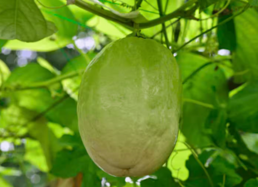 Giant Granadilla Edible Passion Fruit