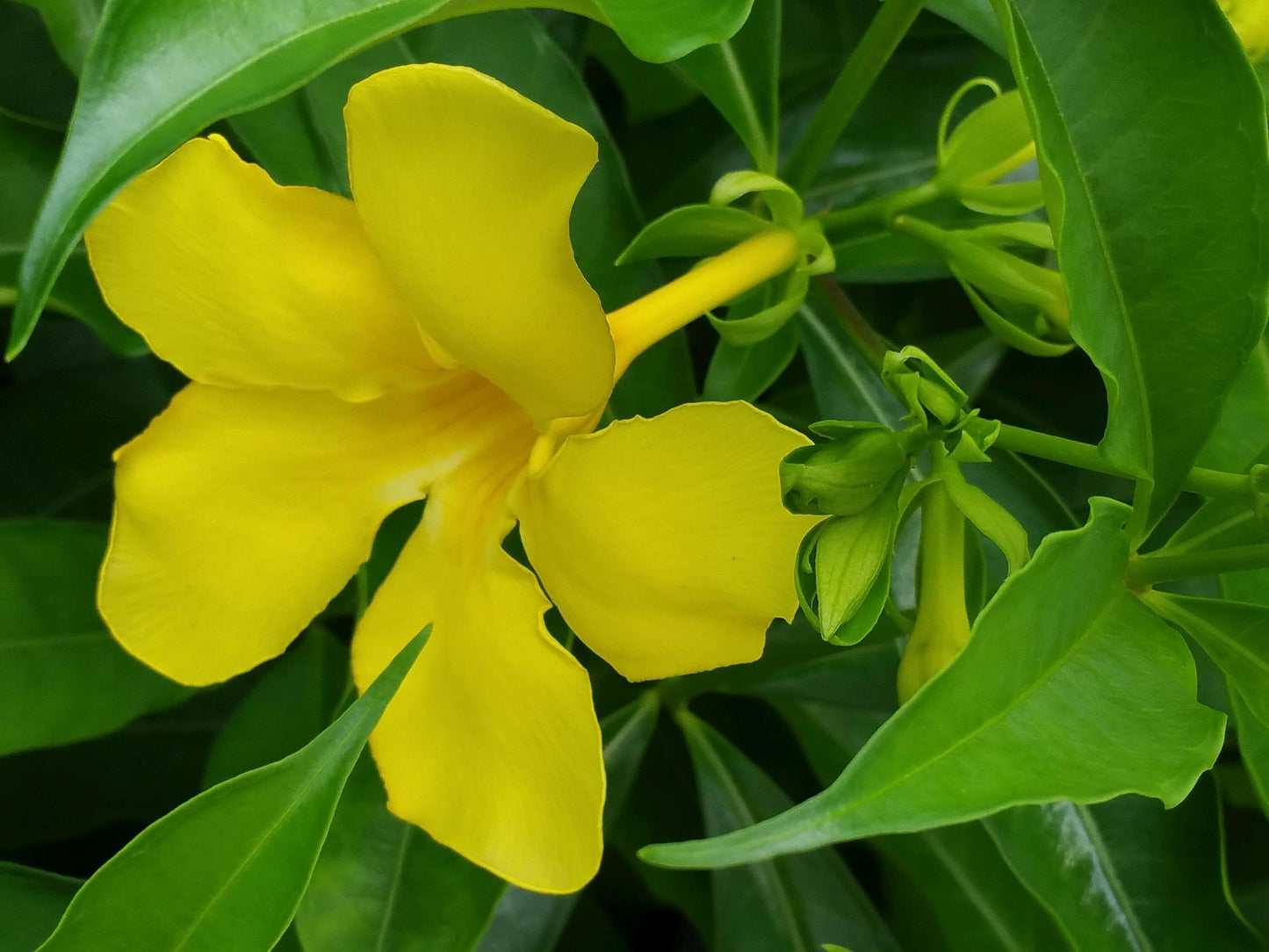 Allamanda ‘Golden Butterfly’ (Yellow Trumpet) Pack of 2