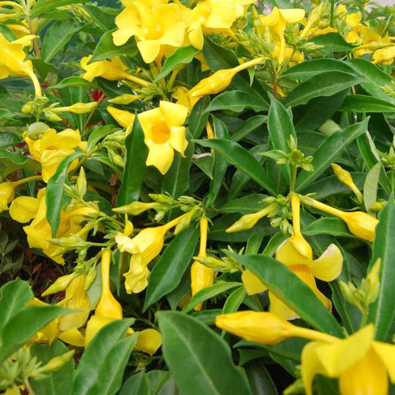 Allamanda ‘Golden Butterfly’ (Yellow Trumpet) 5-9" - Pack of 2 Live Plants - Rare Wavy Petals for Patio/Garden - Fast Growing Heat Lover