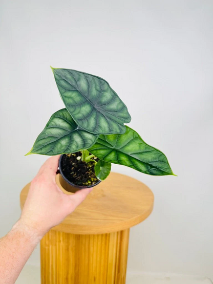 Alocasia Dragon Scale (Alocasia baginda) Live Plant