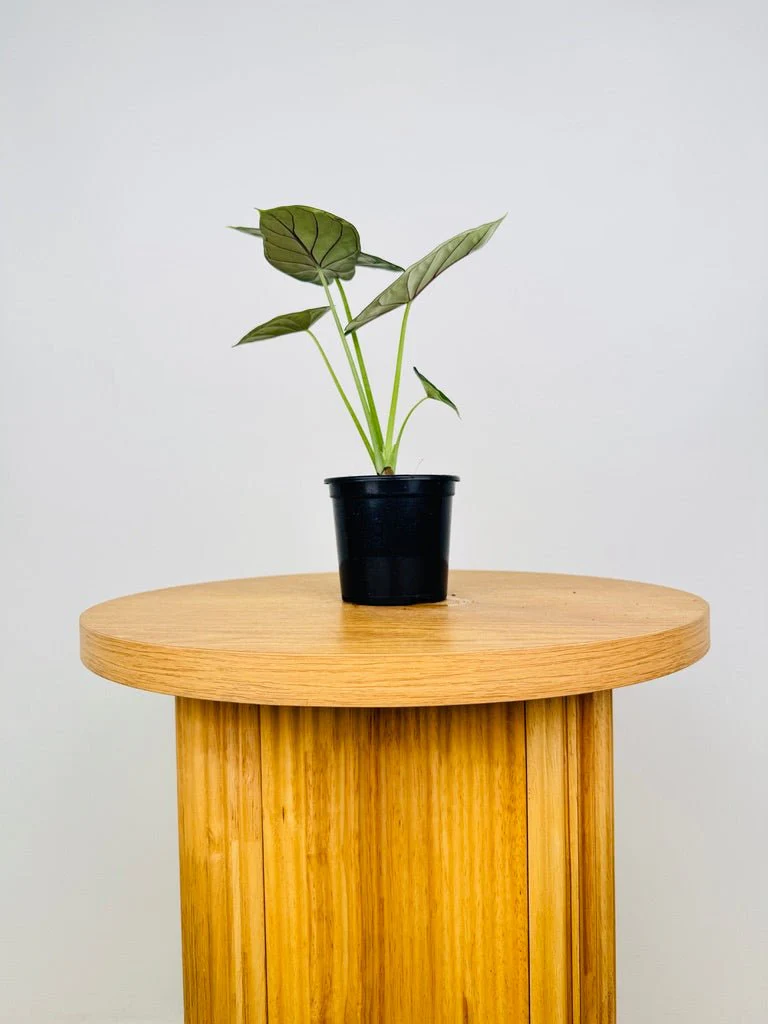 Alocasia Dragon Scale (Alocasia baginda) Live Plant