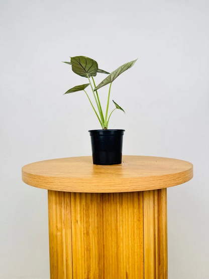 Alocasia Dragon Scale (Alocasia baginda) Live Plant