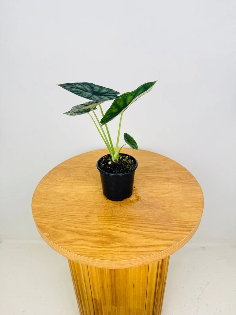 Alocasia Dragon Scale (Alocasia baginda) Live Plant