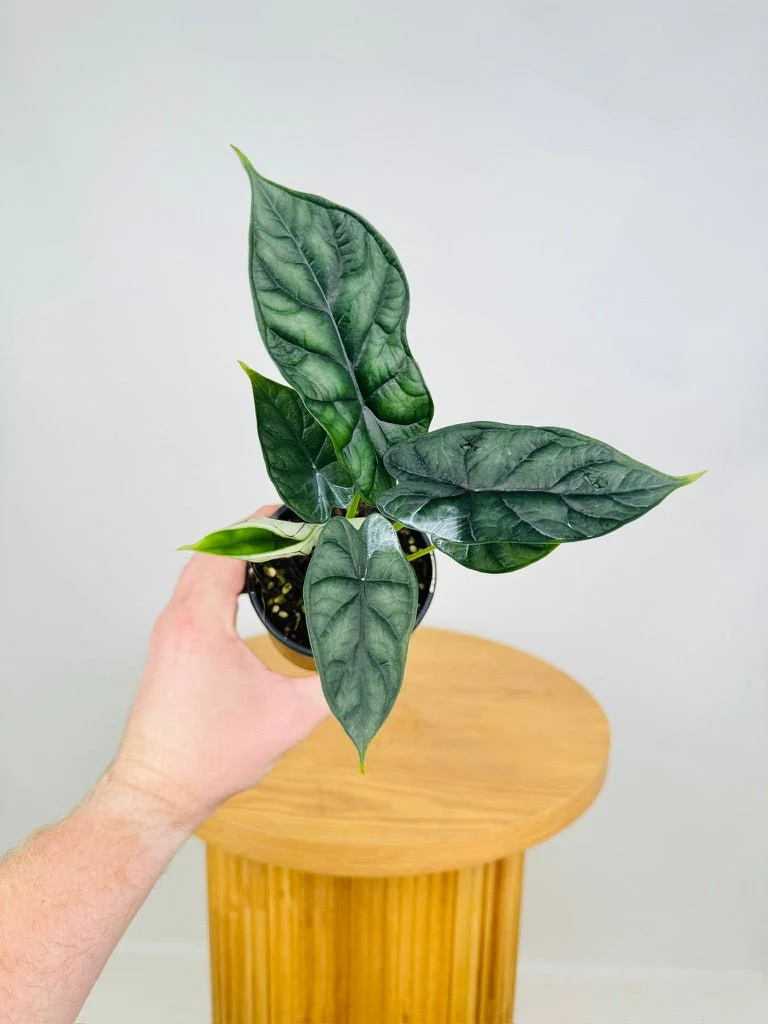Alocasia Dragon Scale (Alocasia baginda) Live Plant