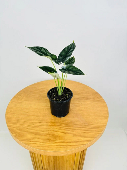 Alocasia Dragon Scale (Alocasia baginda) Live Plant