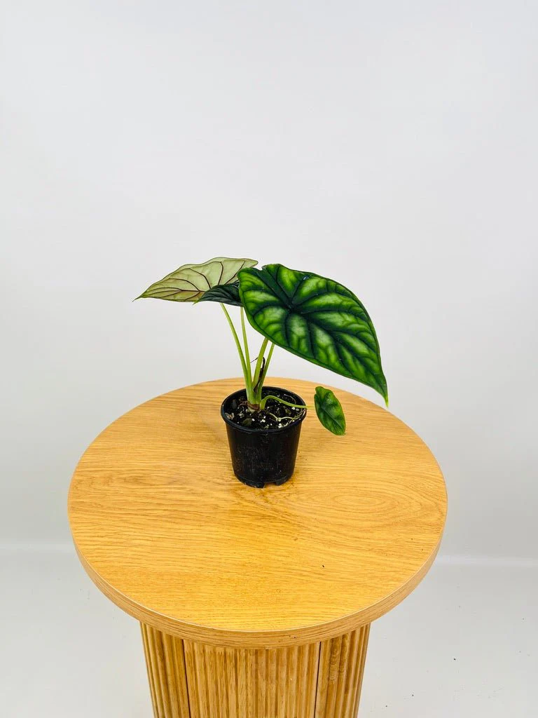 Alocasia Dragon Scale (Alocasia baginda) Live Plant