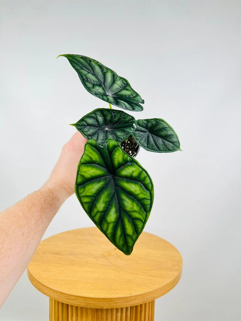 Alocasia Dragon Scale (Alocasia baginda) Live Plant