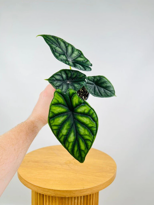 Alocasia Dragon Scale (Alocasia baginda) Live Plant