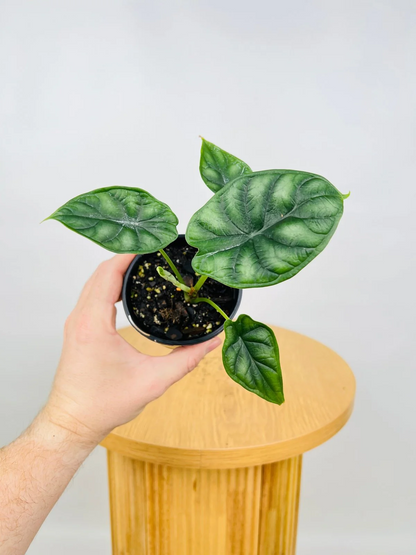 Alocasia Dragon Scale (Alocasia baginda) Live Plant