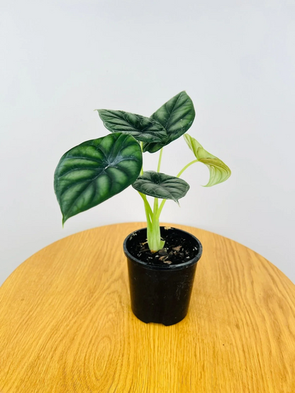 Alocasia Dragon Scale (Alocasia baginda) Live Plant