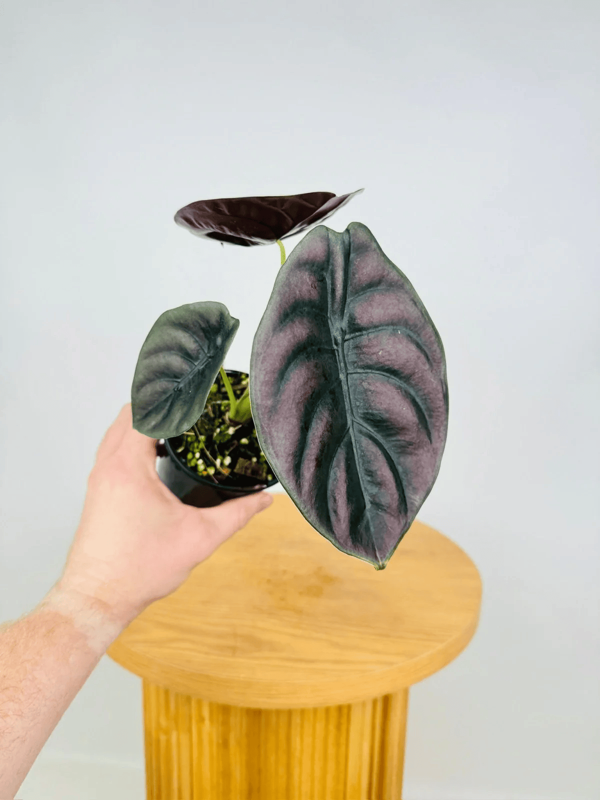 Alocasia Cuprea 'Red Secret' (Mirror Plant) Live Plant